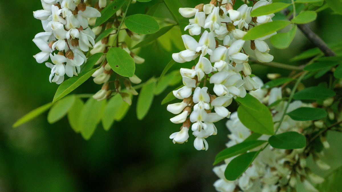 Biele kvety agátového stromu s jasne zelenými listami na pozadí.