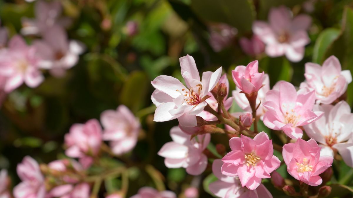 Kvet hlohu s jemnými ružovými okvetnými lístkami a zelenými listami.