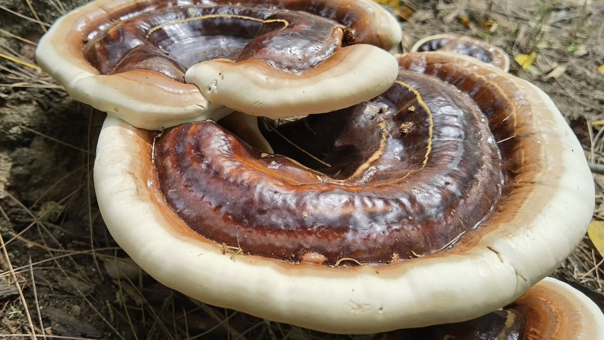 Reishi huba s charakteristickým hnedým a bielym povrchom rastúca v prírode.