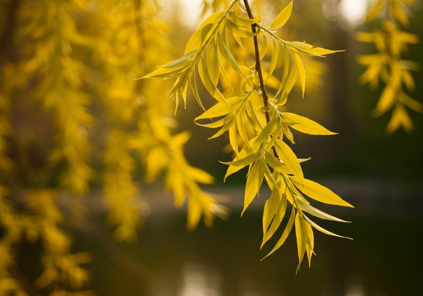 Žlté listy zlatobyľe visia nad hladinou vody, symbolizujúc prírodnú krásu.