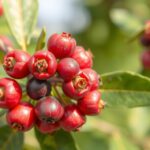 Zrelé plody vitexu na strome, zdravý prírodný liek na hormonálnu rovnováhu.