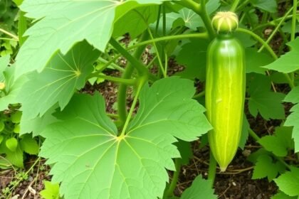 Zelená horká uhorka rastúca medzi listami na záhrade