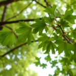 Listy ginka dvojlaločného na pozadí jasného dňa