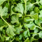 Čerstvá rukola v miske, zdravá a chutná ingrediencia do šalátov.